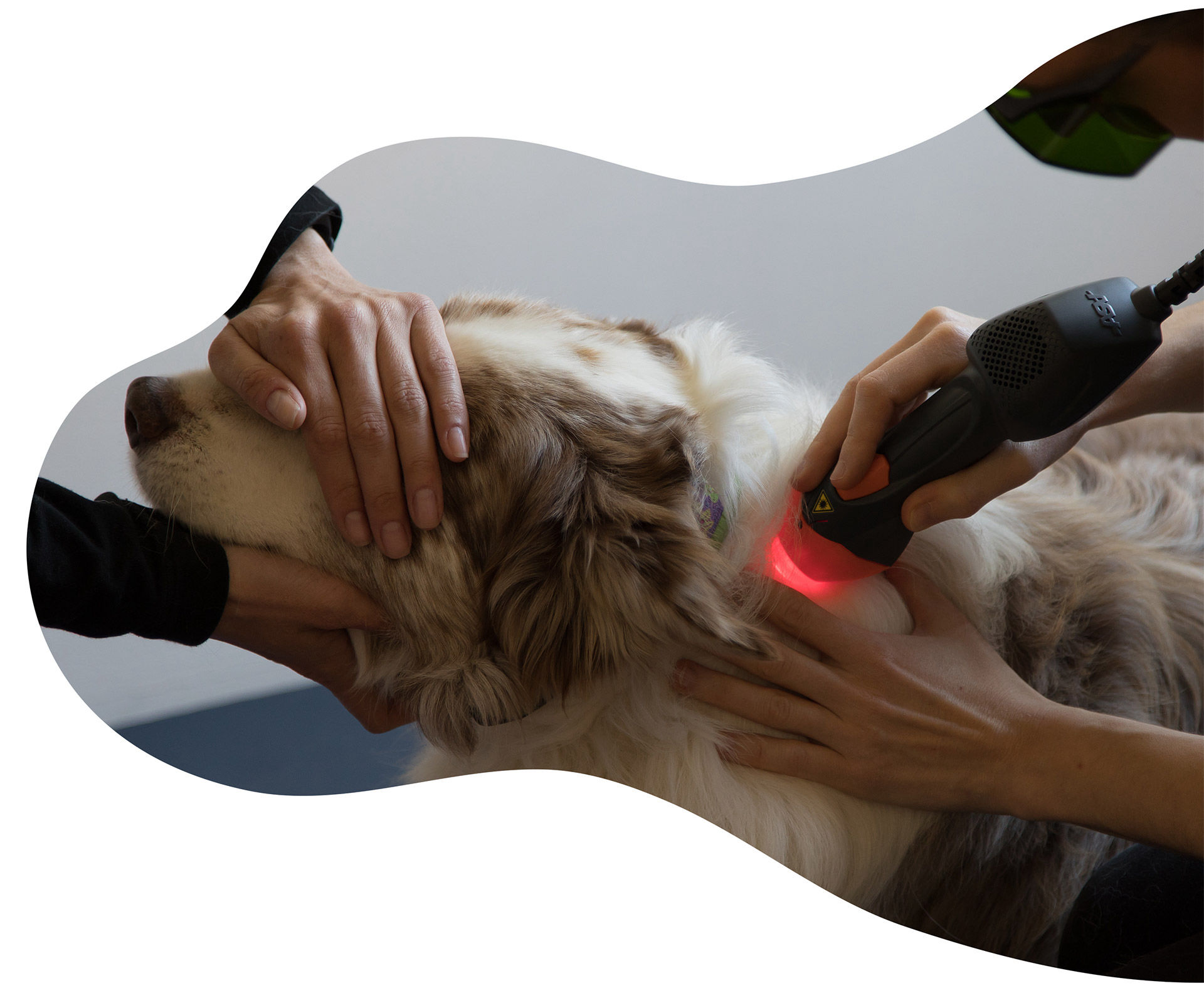 Podještědská smečka - Fyzioterapie zvířat